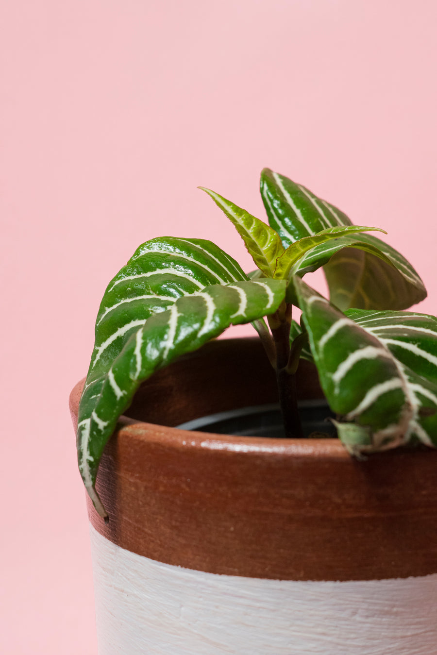 Afelandra Squarrosa S