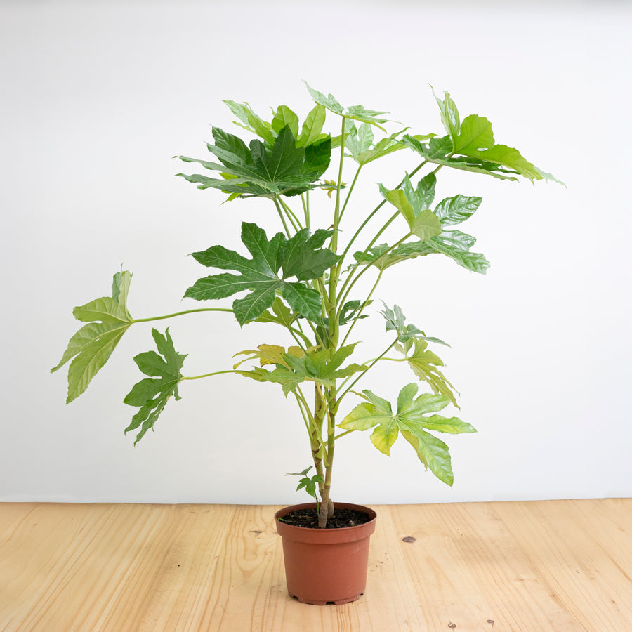 Aralia Japónica M