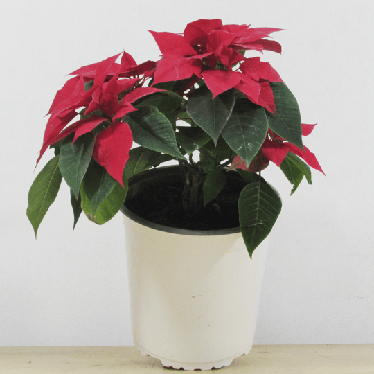 Corona del Inca (Poinsettia) S