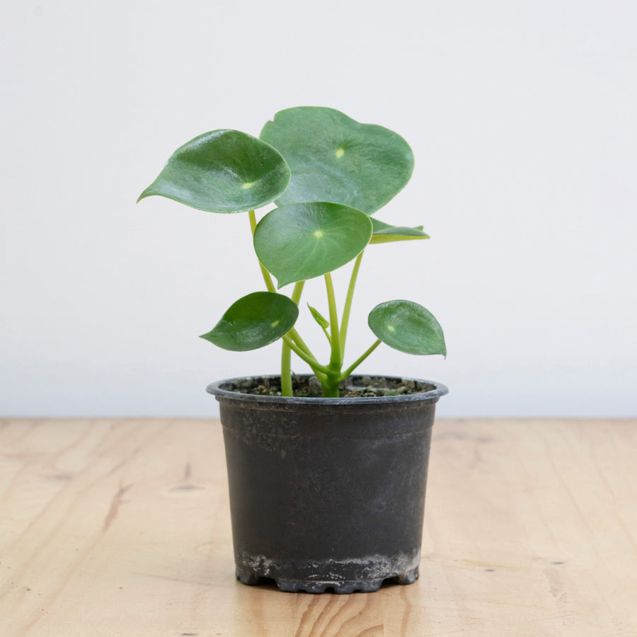 Cucharita Peperomia S