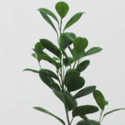 Ficus Moclame M