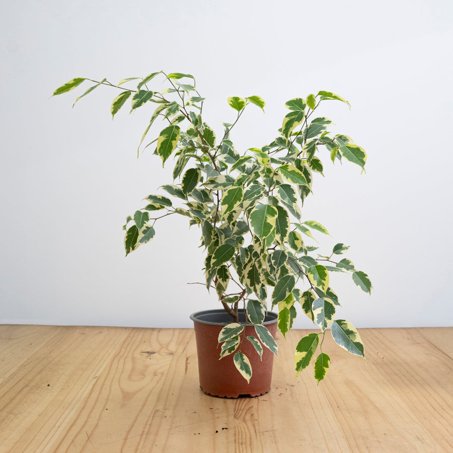 Ficus Samantha Variegado M