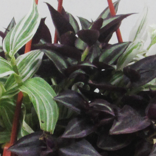 Mix Tradescanthia