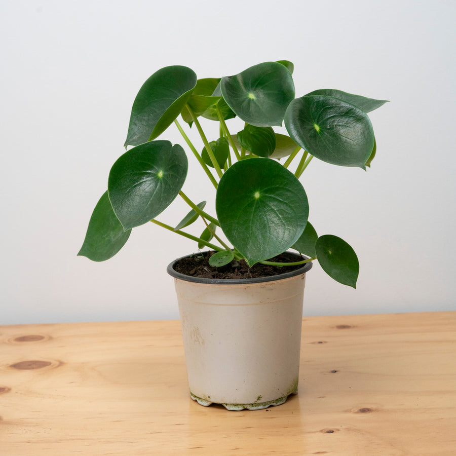 Cucharita Peperomia L