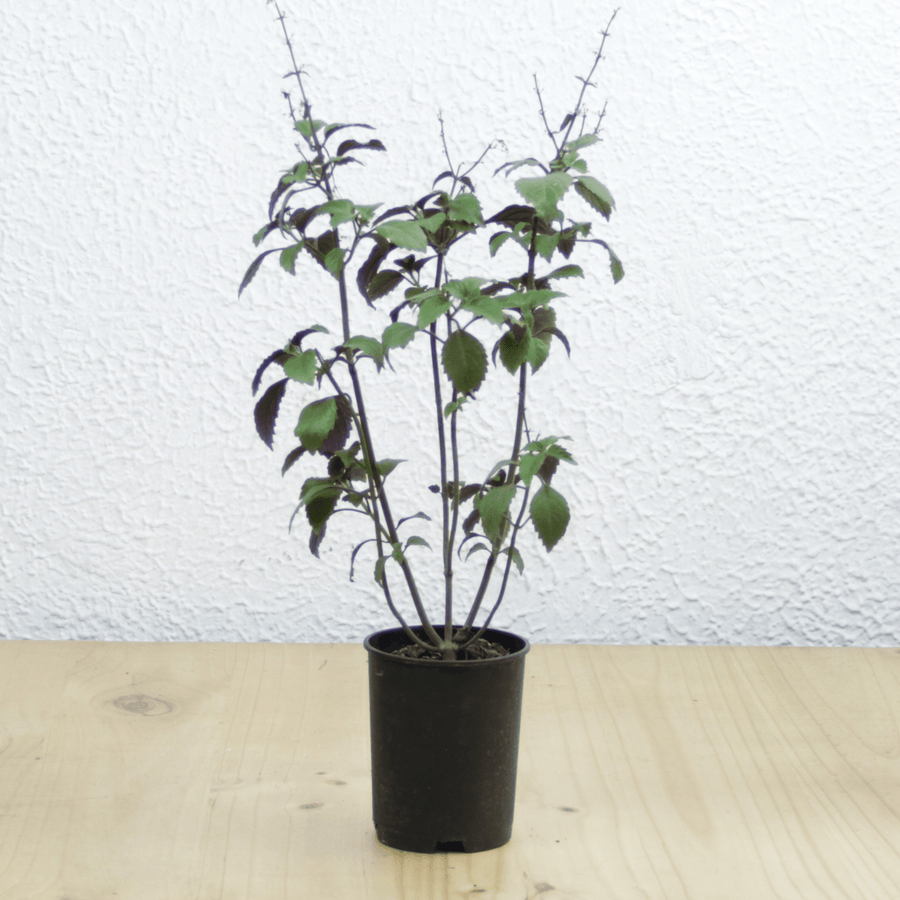 Plectatum Mona Lavender (Mona Lisa) M