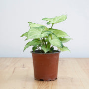 Singonio Variegado M