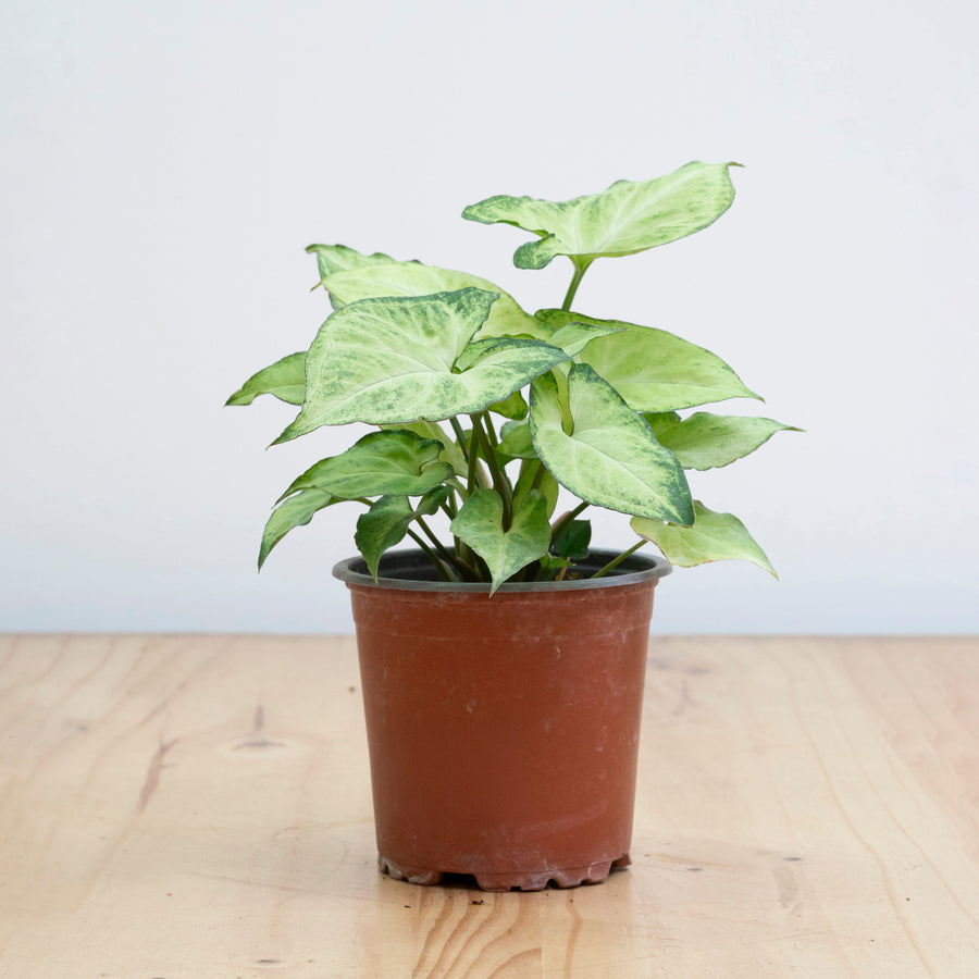 Singonio Variegado M