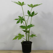 Aralia Japónica M