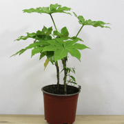 Aralia Japónica S