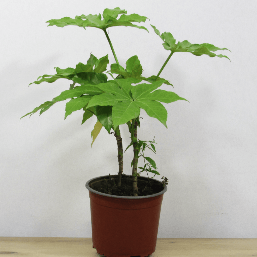 Aralia Japónica S