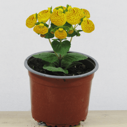 Calceolaria Herbeohybrida (Capochito) M