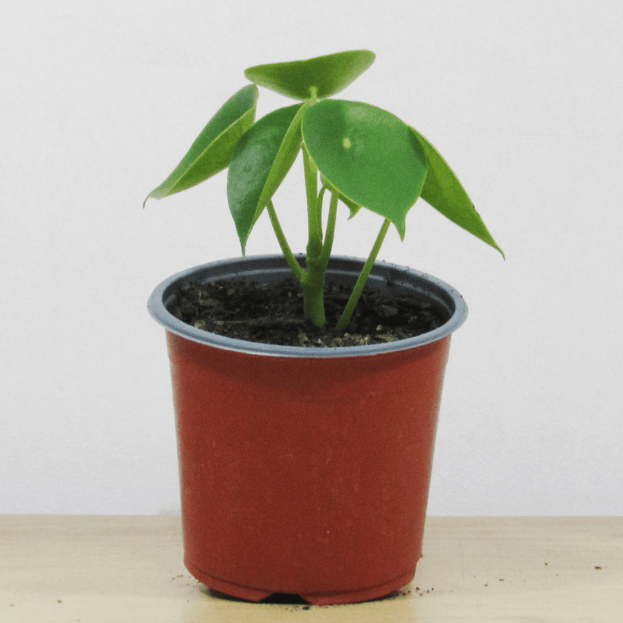 Cucharita Peperomia S