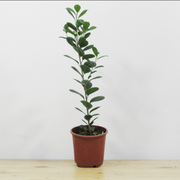 Ficus Moclame M