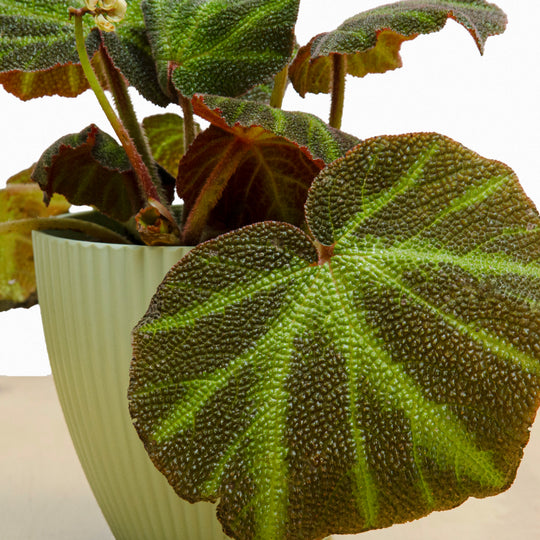 Begonia Solimutata M