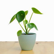 Cucharita Peperomia M