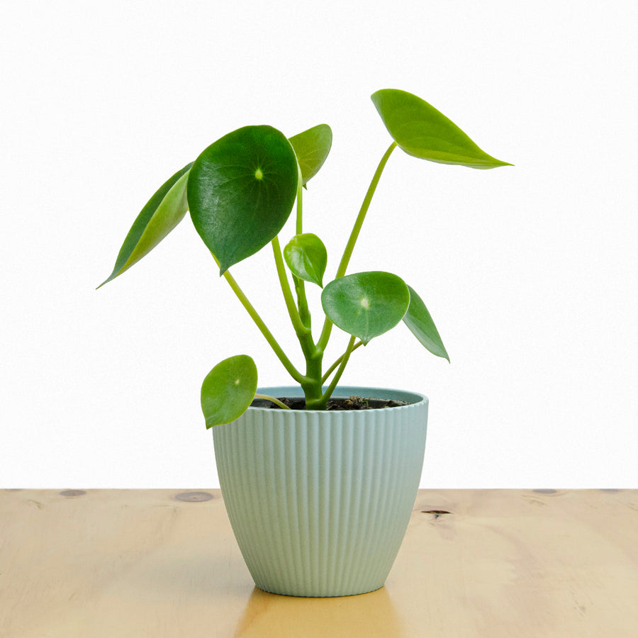 Cucharita Peperomia M