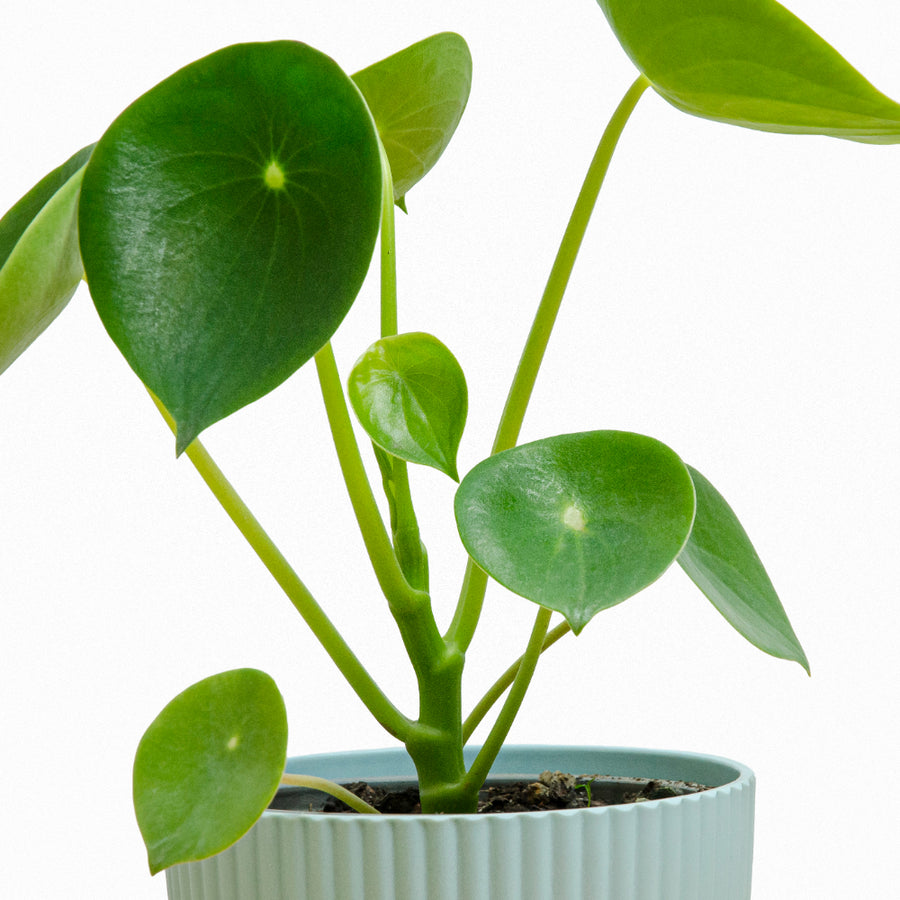 Cucharita Peperomia M