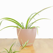 Cinta - Mala Madre S