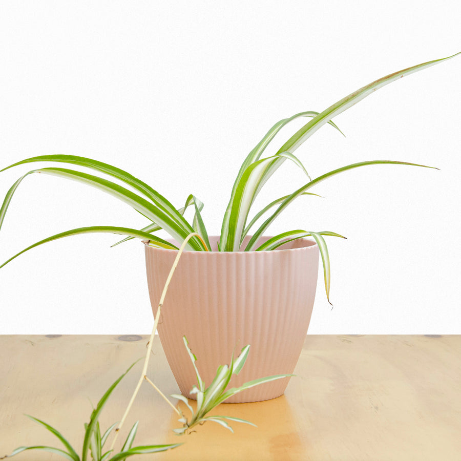 Cinta - Mala Madre S