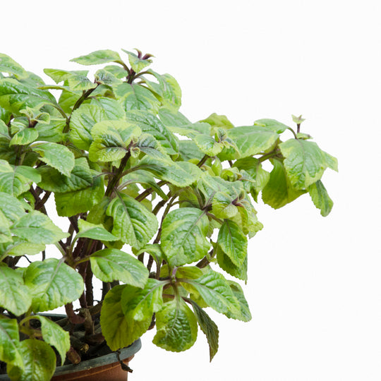 Dolar Variegado M