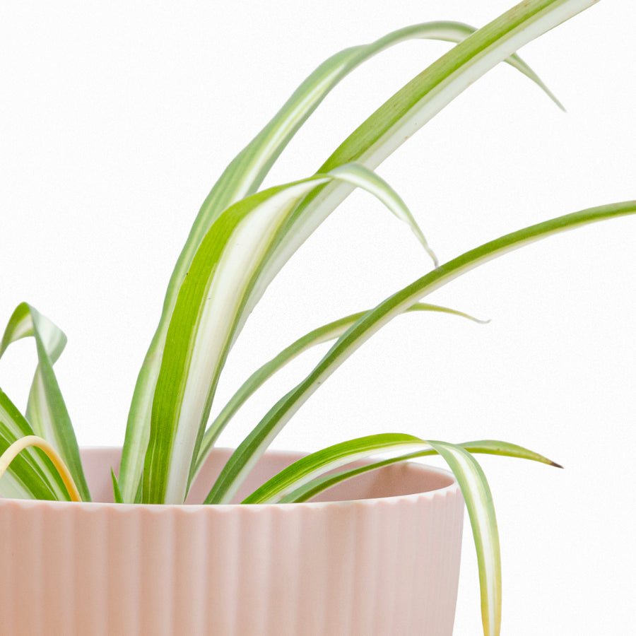 Cinta - Mala Madre S