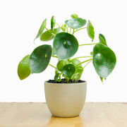 Cucharita Peperomia L