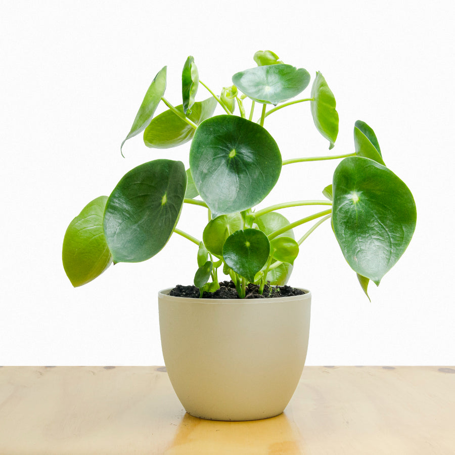 Cucharita Peperomia L