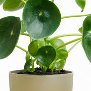 Cucharita Peperomia L