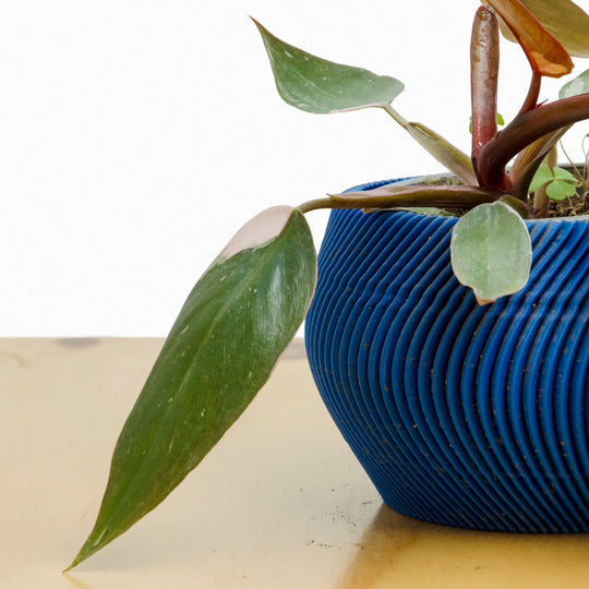 Filodendro Pink Princess M