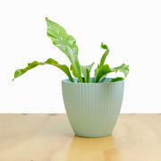 Helecho Asplenium (Nido de Ave) S