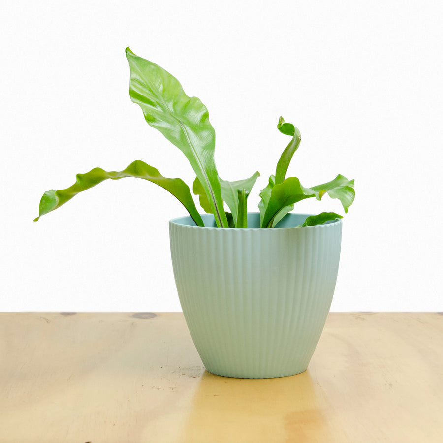 Helecho Asplenium (Nido de Ave) S