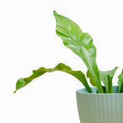 Helecho Asplenium (Nido de Ave) S