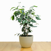 Ficus Exótica Benjamina Verde M