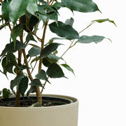 Ficus Exótica Benjamina Verde M