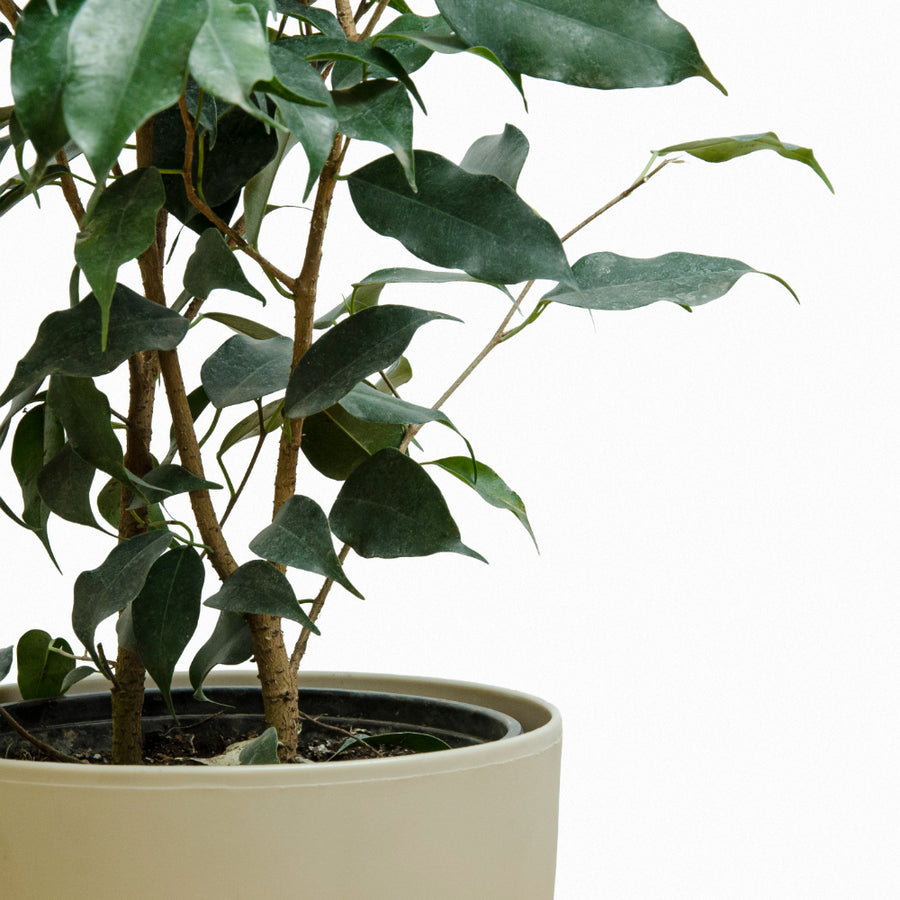 Ficus Exótica Benjamina Verde M