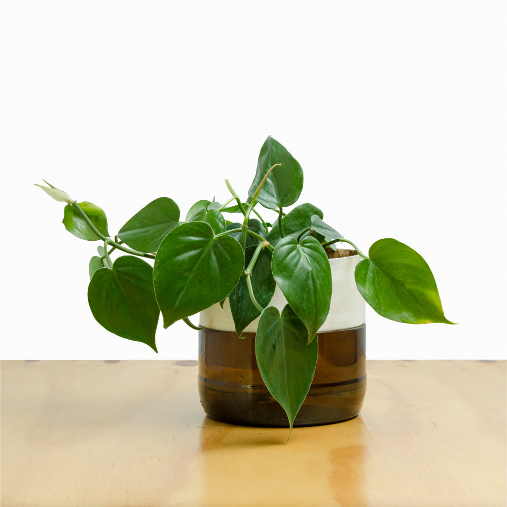 philodendron corazon Filodendro Cordatum M – mekero
