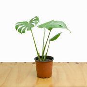 Monstera Deliciosa S