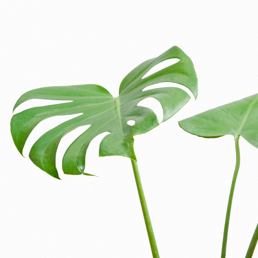 Monstera Deliciosa S
