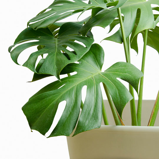 Monstera Deliciosa M