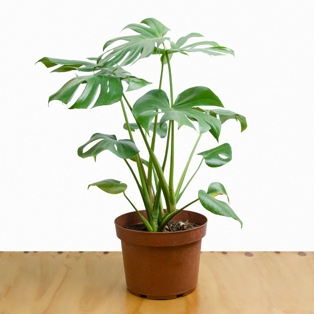 plantas monstera deliciosa Monstera Deliciosa L – mekero