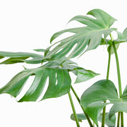 Monstera Deliciosa L