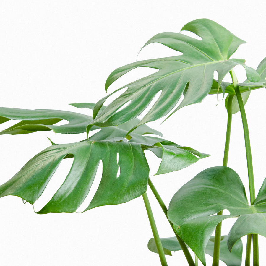 Monstera Deliciosa L