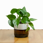 Pothos Golden M