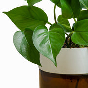 Pothos Golden M