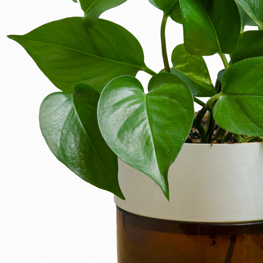 Pothos Golden M