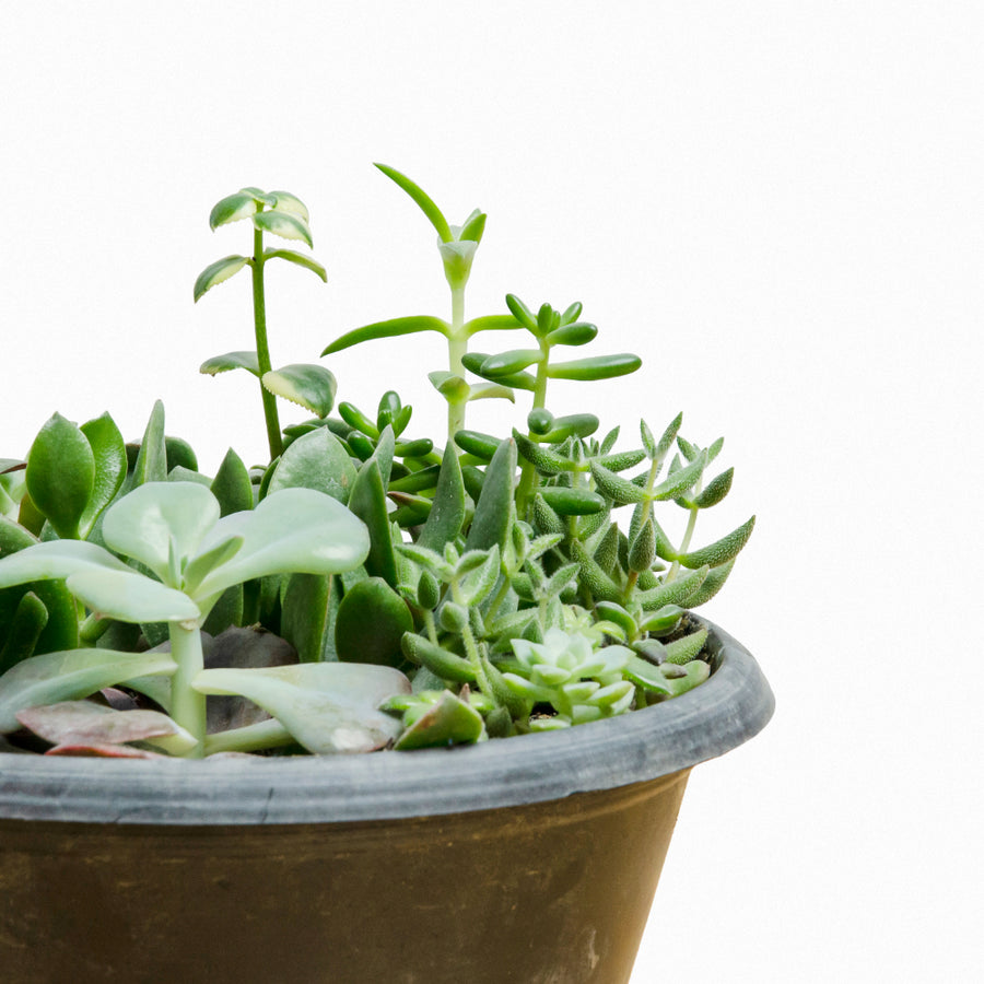 Mix Suculentas M