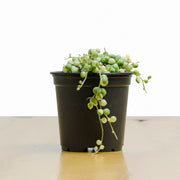 Rosario (Senecio rowleyanus) S Variegado