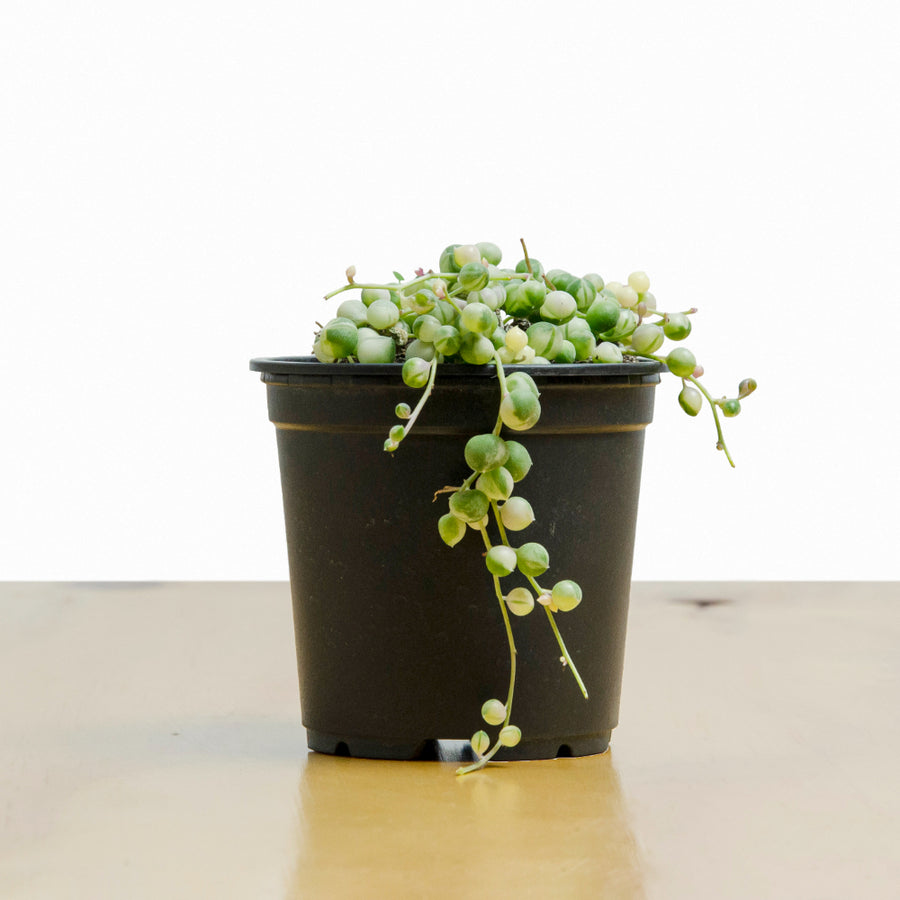 Rosario (Senecio rowleyanus) S Variegado