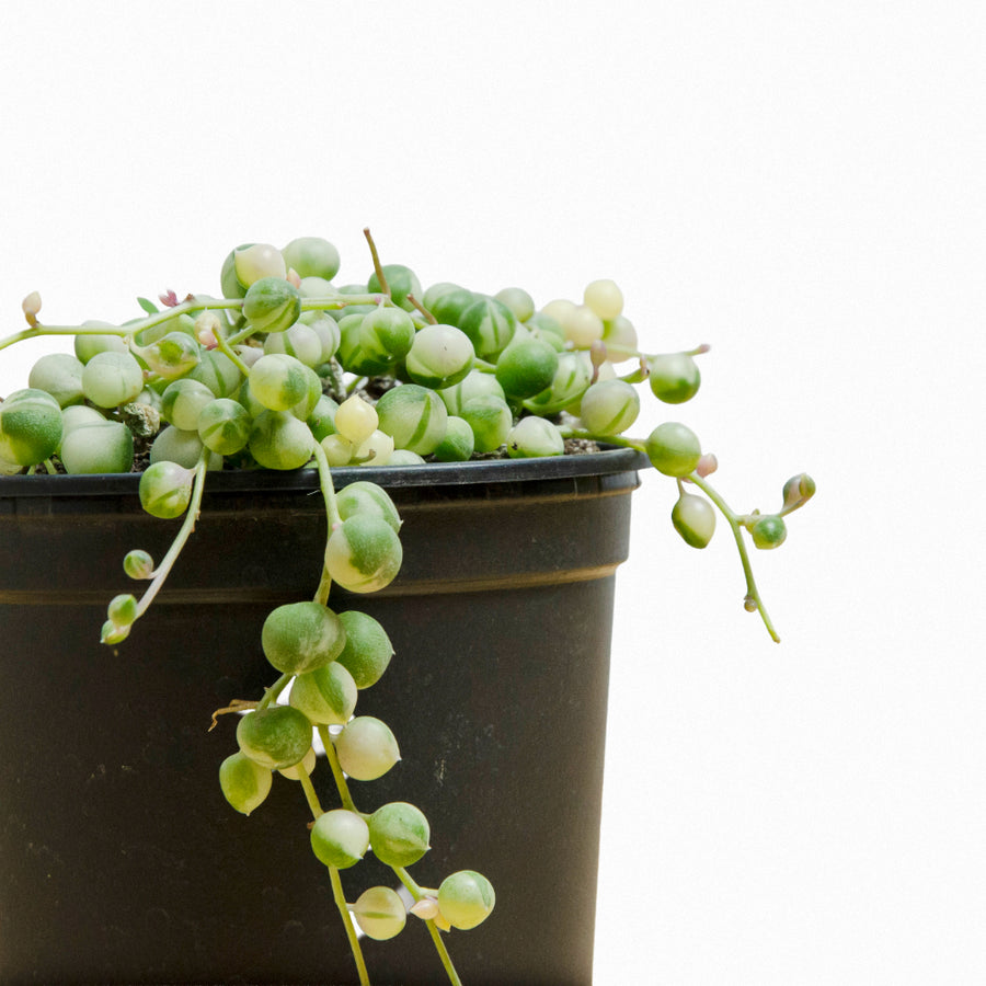 Rosario (Senecio rowleyanus) S Variegado