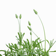 Lavanda Francesa L